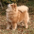 Ayla 1  101013.jpg
