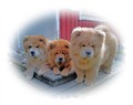 Ayla, Chia och Lettie Juli 2011.jpg
