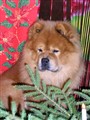Azzar December 2011.jpg