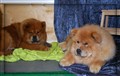 Azzar o Zelda Rasmontern 2009.jpg
