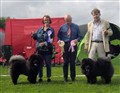 Bim o Bir Valp  Köping Köping Juli 2011.jpg