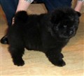 Black Blanche 7veckor.jpg