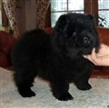 Black Fonzie 7v.jpg