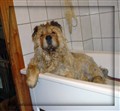 Buddhson i badet maj 2010 kopiera.jpg
