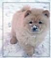 Bumbi Januari 2010.jpg