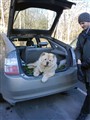 Bumbie i bilen.jpg