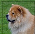 Chalrie 100613.jpg
