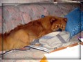Chia Juni 2009.jpg