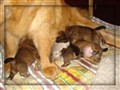 Chias valpar 1 vecka gamla kopiera.jpg