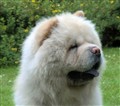 Chino (1aa) 110719.jpg