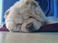 Chino 2011.jpg