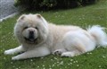 Chino (2aa) 110719.jpg
