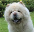 Chino (3aa) 110719.jpg