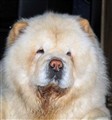 Chino i Januari 2012.jpg