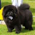 Conneseur's Black Damy.jpg