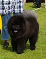 Conneseur's Black KenickieKM 2011.jpg