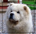 Cutti10.jpg