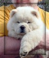 Cutti4.jpg