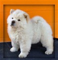 Cutti5.jpg