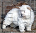 Cutti6.jpg
