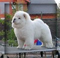 Cutti8.jpg