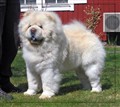 Cutti i Maj 2010 kopiera.jpg
