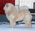 Cuttie(2) 8 December 2010.jpg