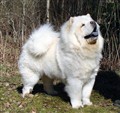 Cuttie 090417.JPG