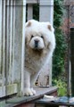 Cuttie 091208.JPG