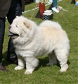 Cuttie 1b  2011-06-05(A).jpg