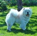 Cuttie 2011-05-21.jpg