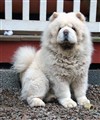 Cuttie 2011-11-22.jpg