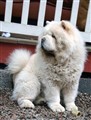 Cuttie 2  2011-11-22.jpg