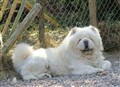 Cuttie April 2011.JPG