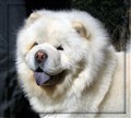 Cuttie CCC.jpg