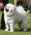 Cuttie (F)110605.jpg