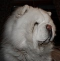 Cuttie Januari 2011.jpg