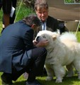 Cuttie KM i Vänersborg 2011(A).jpg