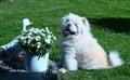 Cuttie den 21 April 2011.jpg