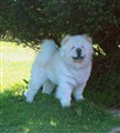 Cuttie i April 2011.jpg