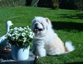Cuttie i Björkeberg  i April 2011.jpg