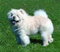 Cuttie i Maj månad år 2011.jpg