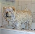Cuttie i badkaret 2011.jpg
