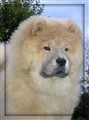 Dina3.jpg