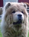 Dinah i Juli 2011.jpg
