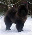 Fonzie 27 Januari 2012.jpg