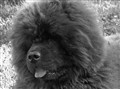 Fonzie (2) Juli 2011.jpg
