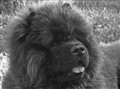 Fonzie (3) Juli 2011.jpg