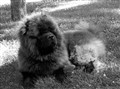 Fonzie Juli 2011.jpg