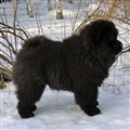 Fonzie i Mars 2011.jpg
